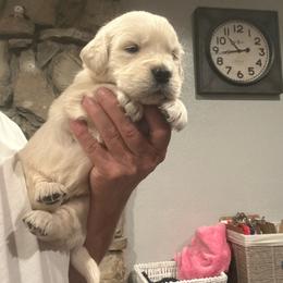 Golden Boy - Light golden male Golden Retriever puppy in Baldwin Park, California from Mountain Valley Retrievers