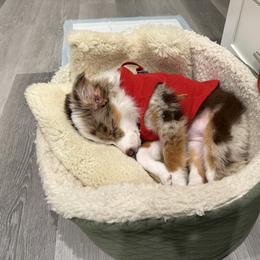 Miniature Australian Shepherd Puppies from Aussies Acre
