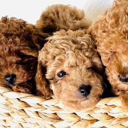 Poodles from Mama's Adorable Poodles
