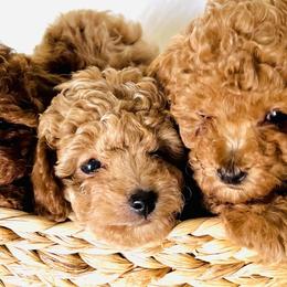 Poodles from Mama's Adorable Poodles