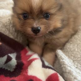 Red sable merl female - Red sable female Pomeranian puppy in Clinton, Tennessee from Liza’s Aussies & Poms