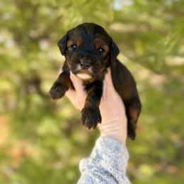 Mocha - Red female Australian Labradoodle puppy in Wamego, Kansas from Doodles of Oz
