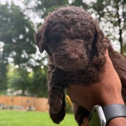 Poppy - Chocolate female Labradoodle puppy in Stamford, Connecticut from Doodles of CT
