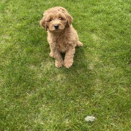 Goldendoodle Puppies from Mini Goldendoodles of New England