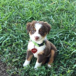 Miniature Australian Shepherd Puppies from Rowdy Ranch Tx