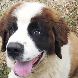 Saint Bernards from Heather's Noble Saints