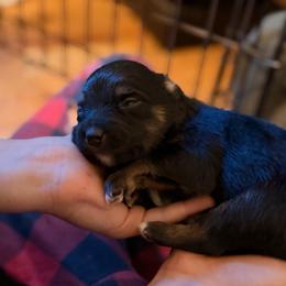 Daisy - Black tri female Miniature Australian Shepherd puppy in Harpers Ferry, West Virginia from Carter's Cuties
