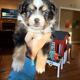 Pibble - Black tri male Miniature Australian Shepherd puppy in Buchanan, Georgia from Stanleyville Farm Mini Aussies