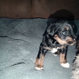 Schnoodle puppies from Dreamer Ridge Puppies