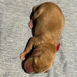 Red boy - Yellow male Labrador Retriever puppy in Monticello, Georgia from Hollow Meadows Retrievers
