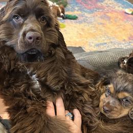 Cavalier King Charles Spaniels, Cocker Spaniels, and Companion Crosses from Cavi Cutie Collective