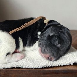Frosty (Brown Band) - Tri-color male Labradoodle puppy in Plainfield, New Jersey from Caris Paws Poodles and Labradoodles