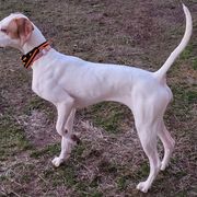 Pointer All Grown Up from WillowBrook Pointers