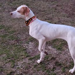 Pointer All Grown Up from WillowBrook Pointers