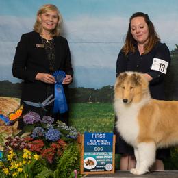 Collies from Aryggeth Collies