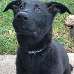 German Shepherds from Kennel z Aksamit