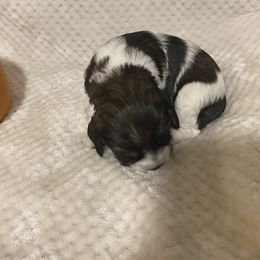 Cocker Spaniel Puppies from Becky's Cockers