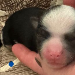Zeus - Merle male Chihuahua puppy in Brooklyn, Connecticut from Ladybug Chihuahuas