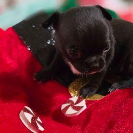 Black beauty - Black and white female Chihuahua puppy in Amity, Pennsylvania from Rhoda and Verna