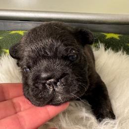 Astrid - Brindle female French Bulldog puppy in Largo, Florida from Mosaic French Bulldogs