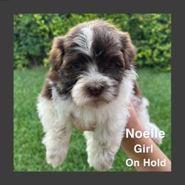 Havanese Puppies from Havareese Havanese