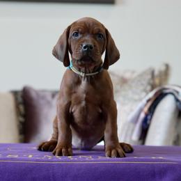 Tan Boy - Red male Redbone Coonhound puppy in Shreveport, Louisiana from BAFERD Kennels