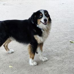 Ruger - Australian Shepherd