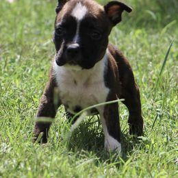 Linus - Black brindle male American Staffordshire Terrier puppy in Guilford County, North Carolina from Explicit Kennel