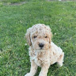 Simba - Cream male Cockapoo puppy in Mesa, Arizona from Goldenpaw Cockapoos