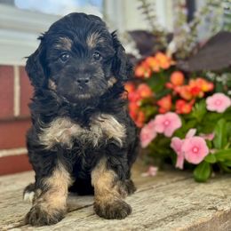 Coco - Tri-color female Bernedoodle puppy in Denver, Pennsylvania from Redcay's Mini Bernedoodles