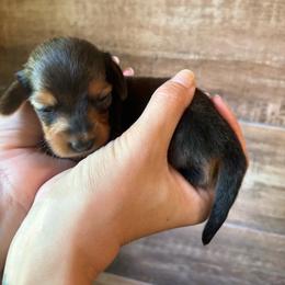 Maple - Red female Dachshund puppy in Mountain Home, Arkansas from The Teacup Homestead Miniature Dachshunds