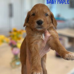 MAPLE - Apricot male Goldendoodle puppy in Independence, Oregon from Ankeny Doodles