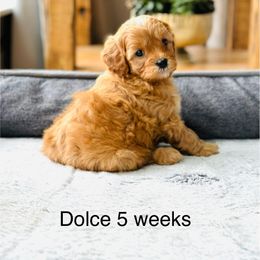 Boy 4 - Apricot Cavapoo puppy in Aiken, South Carolina from Cavapoos of the Carolinas