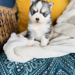 Roly Poly - Silver and white female Pomsky puppy in Yavapai County, Arizona from Pawsh Pomskies