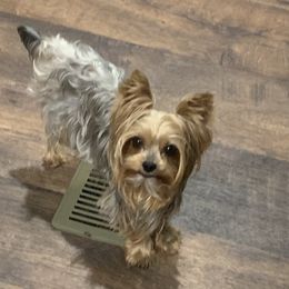 Sally - Yorkshire Terrier