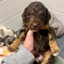 Keebler - Red tri-color male Aussiedoodle puppy in Heber City, Utah from Junipersdoodles