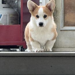 Pembroke Welsh Corgi Puppies from Signature Corgis