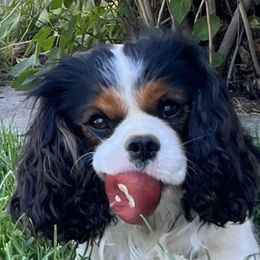 Max - Cavalier King Charles Spaniel