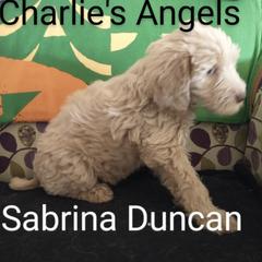 Labradoodle Puppies from Hills labradoodles