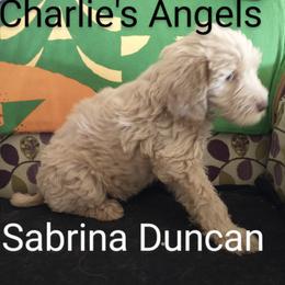 Labradoodle Puppies from Hills labradoodles
