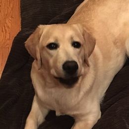 Labrador Retrievers from Wading Waters Labradors