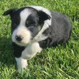 Iggy - Black tri-color male Australian Shepherd puppy in Harrodsburg, Kentucky from Triple M Aussies