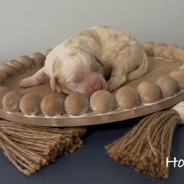 Holly - Yellow and white female Bernedoodle puppy in Cartersville, Georgia from Simply Blessed Doodles