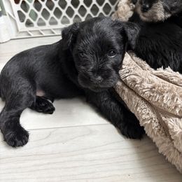 Blue Collared - Black male Miniature Schnauzer puppy in Prescott, Washington from Winona Schnauzers