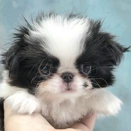 Standart boy - White and black male Japanese Chin puppy in Kissimmee, Florida from kennel ASTRAGUS