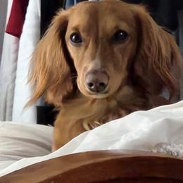 Dachshund All Grown Up from Dix n’ Dot Dachshunds