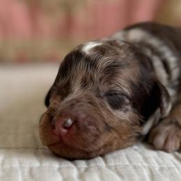 Ramona Quinby - Chocolate female Cavapoo puppy in Beckley, West Virginia from By Design Doodles