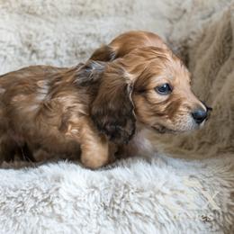 Dachshund Puppies from CTX Doxies