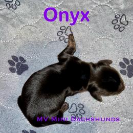 Onyx - Black and tan female Dachshund puppy in Carlsbad, Texas from MV Mini Dachshunds
