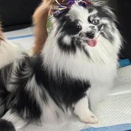 Unique - Pomeranian